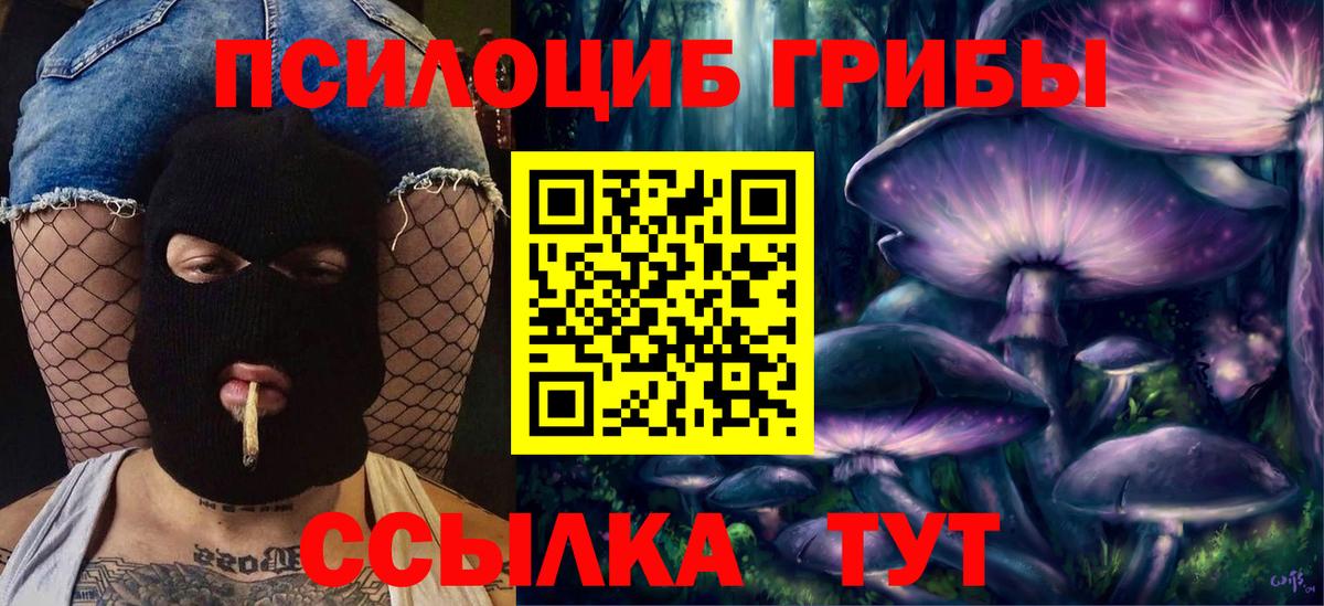 купить закладку  Псилоцибиновые грибы Cubensis  Вход с VPN  Мичуринск 